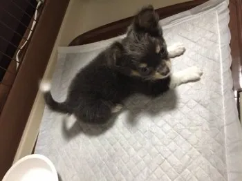 ひろと 様のお迎えした子犬