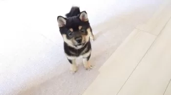 M.T 様のお迎えした子犬