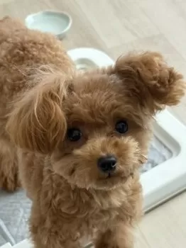 こいろ 様のお迎えした子犬