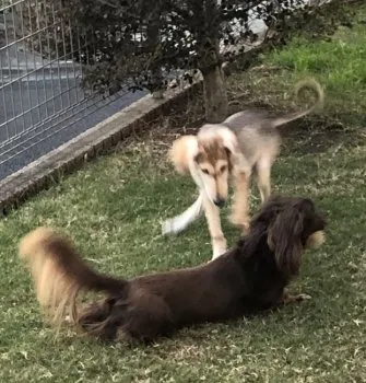 たえちん 様のお迎えした子犬