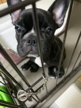 K.Ｉ 様のお迎えした子犬
