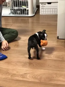 E.K 様のお迎えした子犬