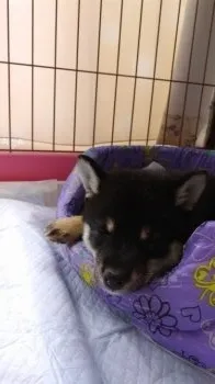 チュンチュン 様のお迎えした子犬