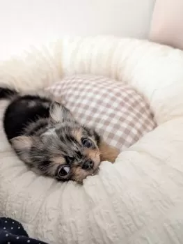 シャンティ 様のお迎えした子犬