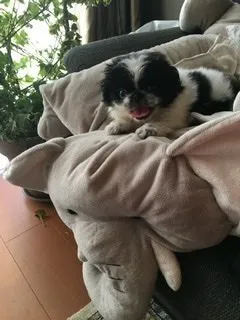 A.A 様のお迎えした子犬