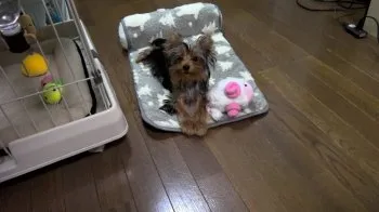 Y.Y 様のお迎えした子犬