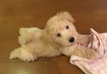 ｈ3ｒ585 様のお迎えした子犬