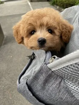 Y.H 様のお迎えした子犬