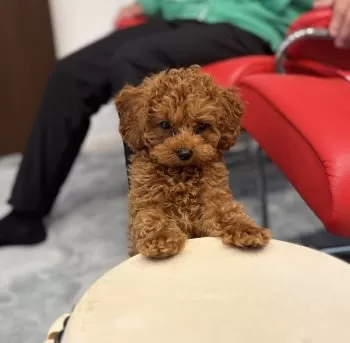 タマオさん 様のお迎えした子犬