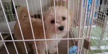 サイソン 様のお迎えした子犬