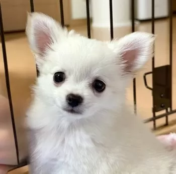 N.T 様のお迎えした子犬