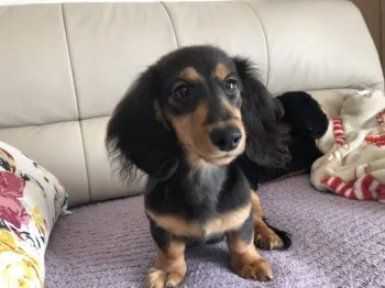 ゆう 様のお迎えした子犬