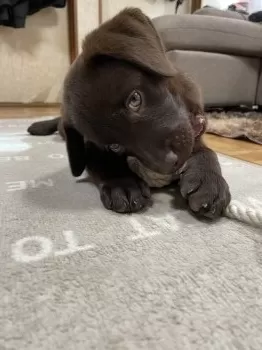 かおり 様のお迎えした子犬