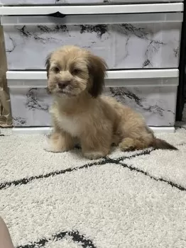 さき 様のお迎えした子犬