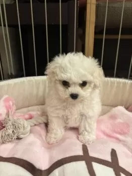 Y.K 様のお迎えした子犬