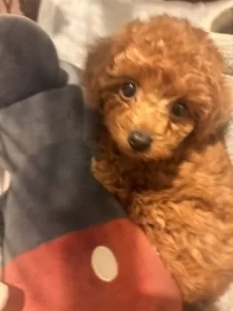 LiTAファミリー 様のお迎えした子犬