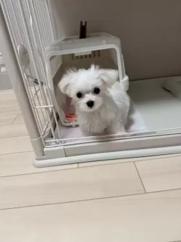 A.M 様のお迎えした子犬