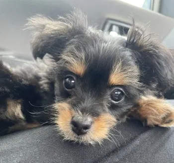 まめめ 様のお迎えした子犬