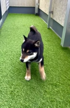 J.U 様のお迎えした子犬