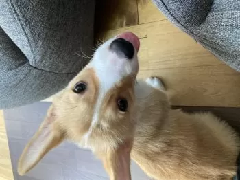 ミカス 様のお迎えした子犬