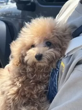 H.T 様のお迎えした子犬