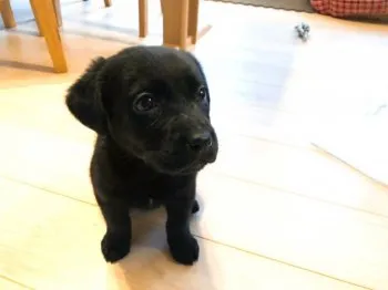 ルーク 様のお迎えした子犬