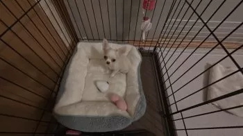 ミルクのママ 様のお迎えした子犬