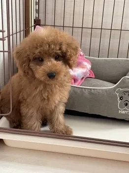 K.N 様のお迎えした子犬