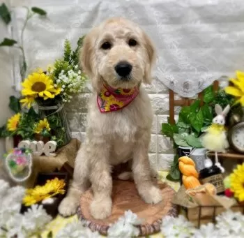 プーちゃん 様のお迎えした子犬
