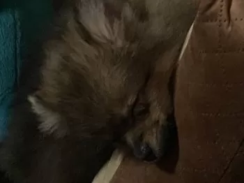 K.M 様のお迎えした子犬
