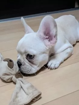 Y.S 様のお迎えした子犬