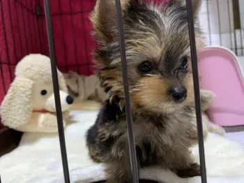 M.I 様のお迎えした子犬