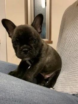 K.O 様のお迎えした子犬