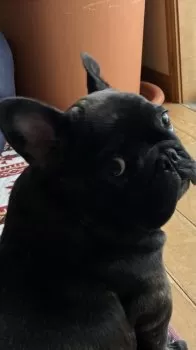 H.I 様のお迎えした子犬