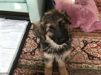 K.watanabe 様のお迎えした子犬