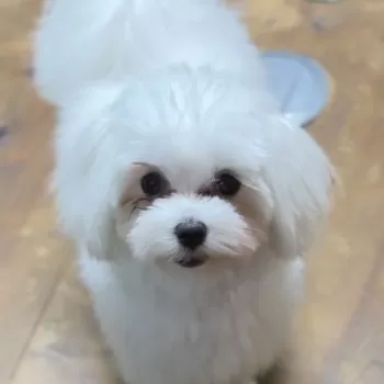 C.N 様のお迎えした子犬