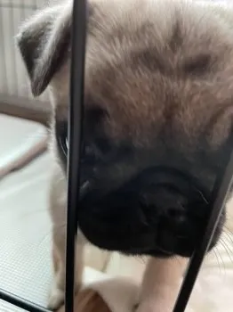 Y.N 様のお迎えした子犬