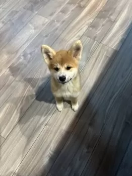 あすか 様のお迎えした子犬