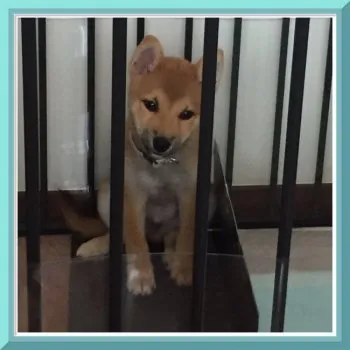ゆうむ 様のお迎えした子犬