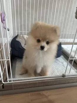 M 様のお迎えした子犬