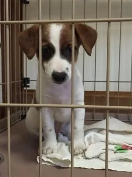 ユウコ 様のお迎えした子犬