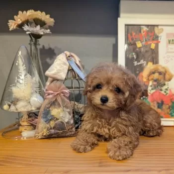 A.K 様のお迎えした子犬