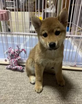 はなママ 様のお迎えした子犬