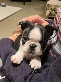 まぁや 様のお迎えした子犬
