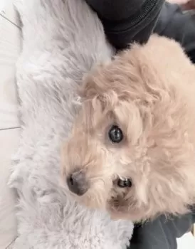 A.K 様のお迎えした子犬
