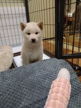 T.N 様のお迎えした子犬