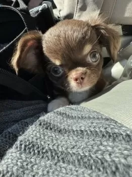 A.S 様のお迎えした子犬