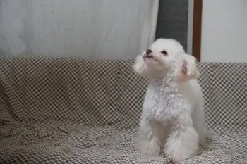 Y.N 様のお迎えした子犬