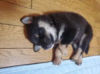 原 様のお迎えした子犬