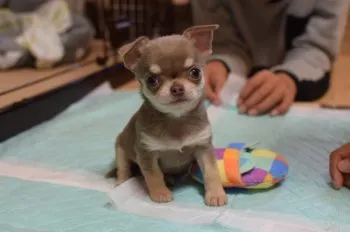 S.D 様のお迎えした子犬